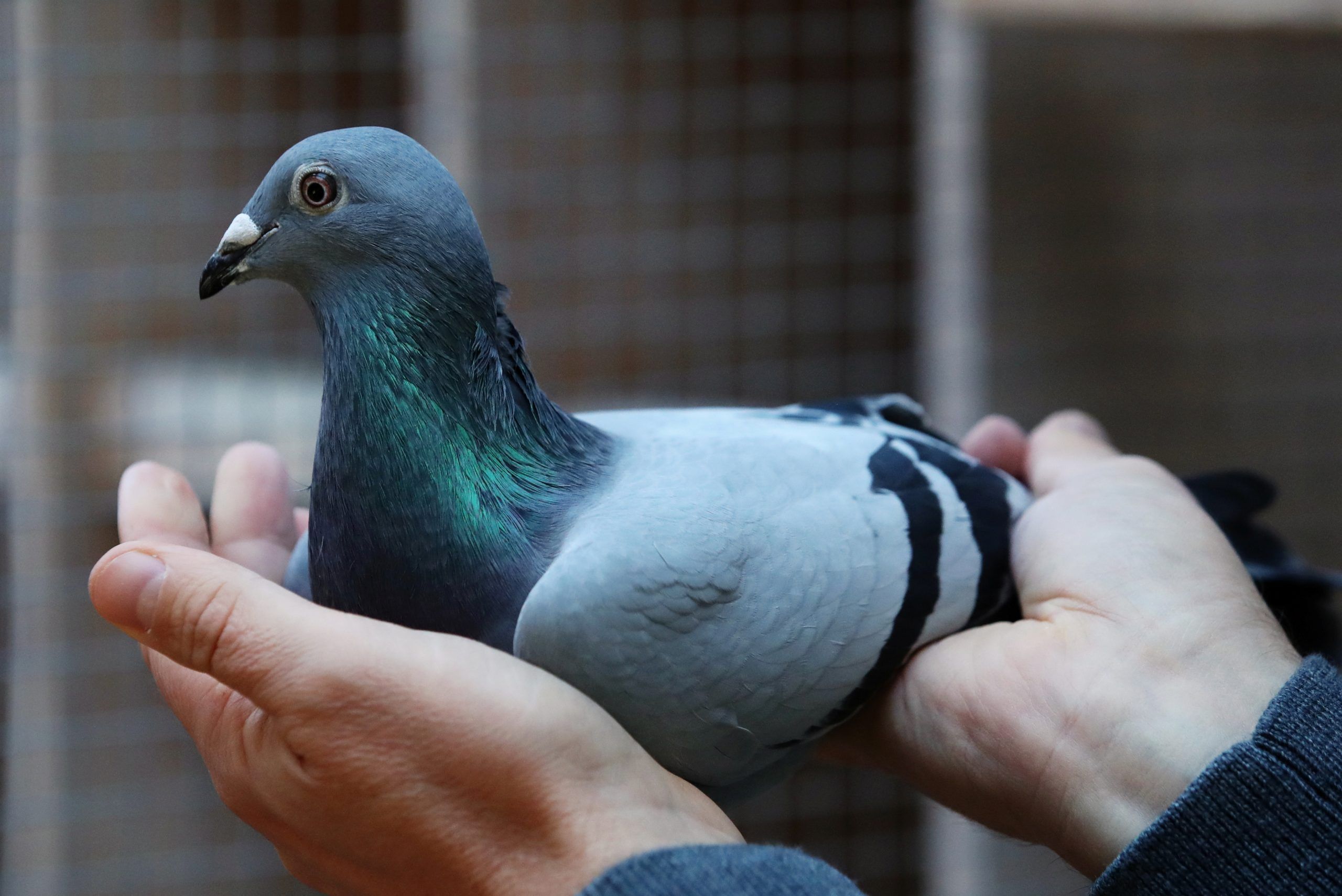 15M Plastic Bird Spikes Fences Wall Window Ledge Pigeon Deterrent Cat Anti  Climb | eBay