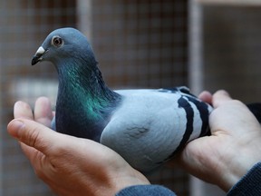 A racing pigeon, like this one, escaped America and found its way to Australia.