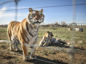 A pair of the 39 tigers rescued in 2017 from Joe Exotic's G.W. Exotic Animal Park relax at the Wild Animal Sanctuary in Keenesburg, Colorado, April 5, 2020.