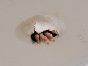 A woman in Australia shared a photo this week of a hairy animal claw tearing through her bathroom ceiling.
