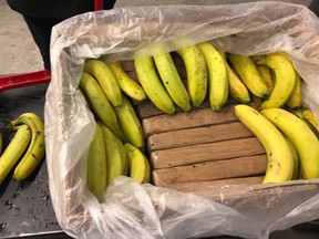 Bricks of cocaine are hidden in a shipment of bananas from Colombia.