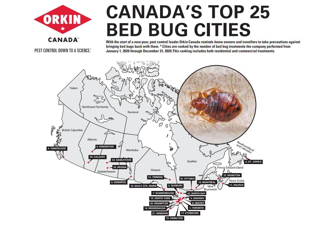 Toronto Leads Canada In Bed Bugs, But COVID Crawls Back Sightings ...