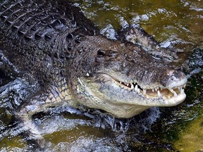 Two Australian fishermen rescued a naked man trying to avoid crocodile-infested waters.