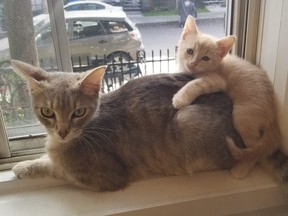 Dewy, as a kitten, with mom, Vida. Dewy went missing after a Jan. 16 Air Canada flight layover in Toronto when the cat was checked into the airline's Cargo area.