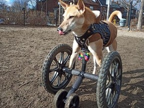 Libby, a rescue dog with amputated front legs, has some new wheels, thanks to a kind-hearted garage owner.