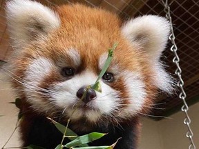 A red panda at the Toronto Zoo