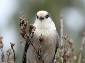 The number of Canada jays is falling in southern Ontario.