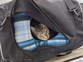 A Florida bomb squad was sent to inspect a “suspicious package” call, which turned out to be kittens.