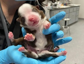 A puppy was born in Oklahoma with six legs.