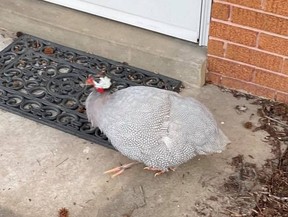 Swansea Police have found a non-cooperative, foul-smelling chicken.