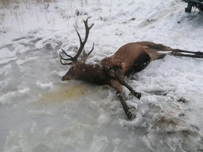 The body of a drowned deer is seen after it was recovered by Polish rescuers after illegal poachers scared a herd of deer with firecrackers and drove them onto a frozen lake where the ice then broke, rescuers said, near Scienne, Poland, Feb. 4, 2021.