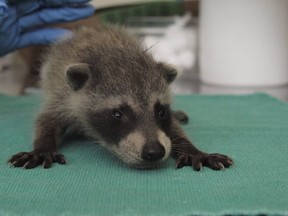 Orphaned raccoons receive care at Toronto Wildlife Centre.