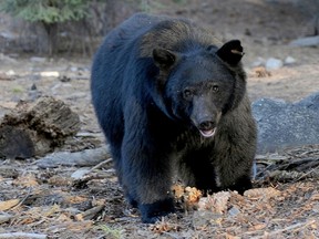 This file photo shows a black bear as it scavenges for food in Central California.