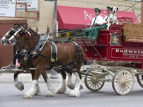 The Budweiser Clydesdales won't be a part of the Super Bowl commercials this year.