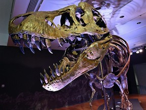 In this file photo taken on September 15, 2020, a Tyrannosaurus Rex skeleton is on display during a press preview at Christie's Rockefeller Center on September 15, 2020 in New York.
