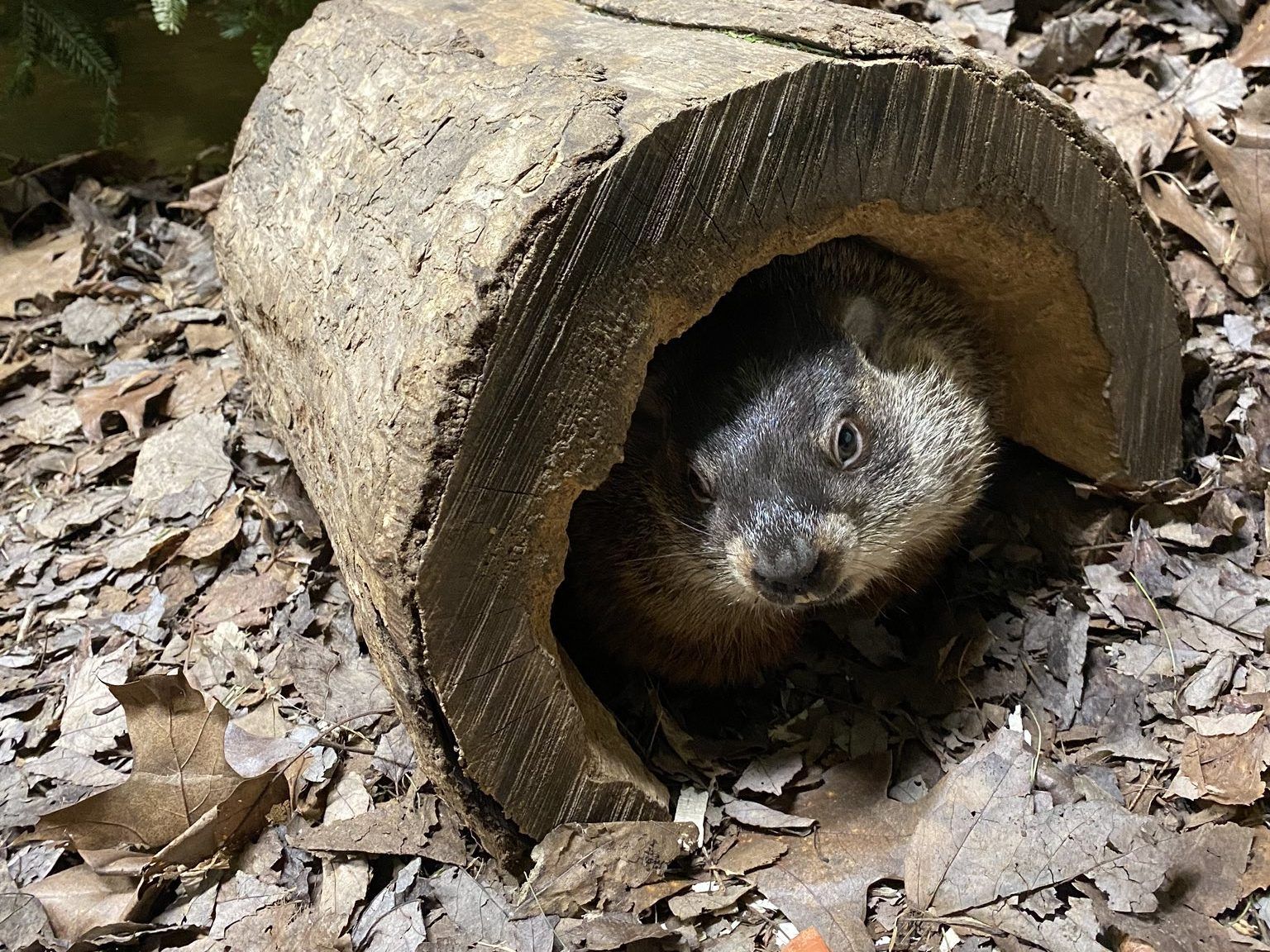 GROUNDHOG DAY Wiarton Willie, Shubenacadie Sam predict early spring