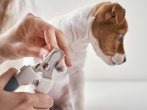 A dog getting its nails cut.