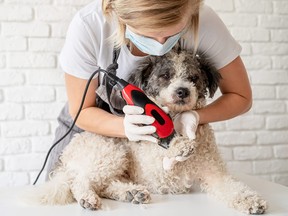 A groomer trimming a dog.