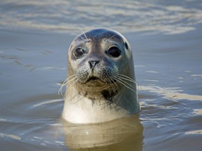 Curious seal in the sea.