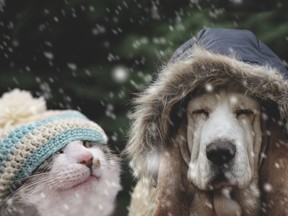 Cat and dog in winter cap