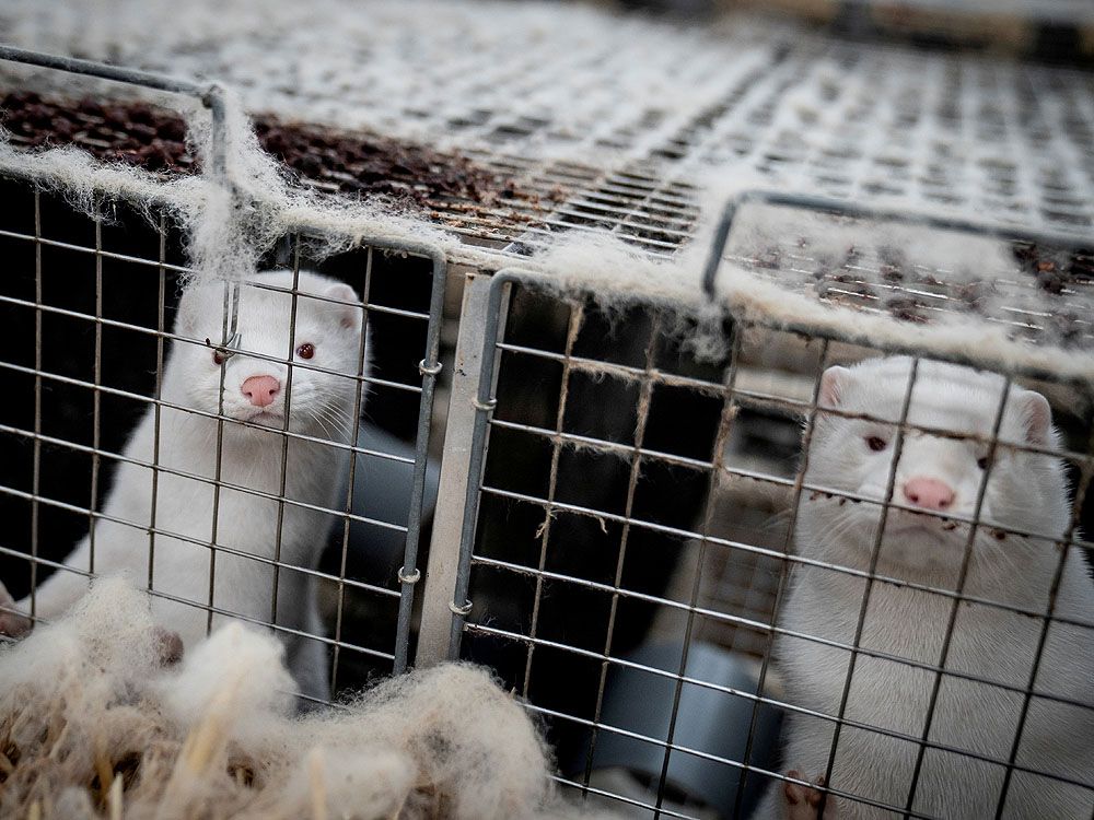 New report emphasizes dangers of mink farming National Post