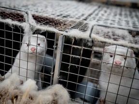 Mink are seen at a farm in Denmark, November 6, 2020.