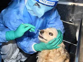 A person wearing personal protective equipment holds a dog which has a swab sample taken for a coronavirus test in Seoul, South Korea February 10, 2021.