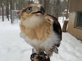 The Ontario Provincial Police are looking for Arsenal, a one-year-old pet Ferruginous Hawk that was allegedly stolen from a Ramara, Ont. residence Wednesday.