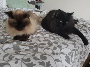 Jade (Siamese cat) and Timmy (black cat) are two bonded 14 year old males ready for adoption from the Toronto Humane Society.