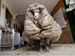 Sheep Baarack is seen before his thick wool was shorn in Lancefield, Victoria, Australia February 5, 2021.