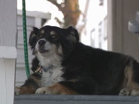 Lulu, a very rich eight-year-old border collie.