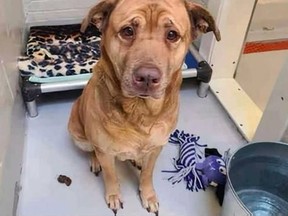 Mirabelle, a five-year-old labrador retriever mix, captured the hearts of Torontonians after the stray dog was found in the freezing cold at High Park. She was briefly adopted, but returned when the new owner wasn't emotionally ready. Mirabelle will go back up for adoption on Saturday morning, said Toronto Animal Services.