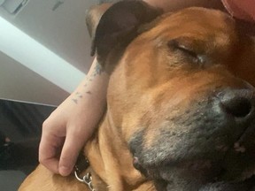 Tank, the seven-year-old bulldog-cane corso, was barking at another dog on Feb. 6 when he fell out of a third-floor window, says his owner.