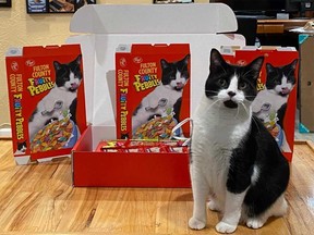 A cereal-loving cat, named "Trash Panda," was sent a special package from Post Consumer Brands that included boxes of  personalized Fruity Pebbles cereal.