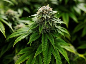 Des plants de marijuana Chemdawg poussent dans une installation à Smiths Falls, en Ontario, en octobre 2019.