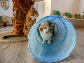 A cat is seen at the Ailuromania Cat Cafe, where customers can relax among purring felines or adopt a stray cat in Dubai, United Arab Emirates Feb. 24, 2021.
