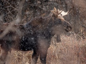 A bull moose is seen in the falling snow west of Airdrie, Alta. on Monday, November 5, 2018.