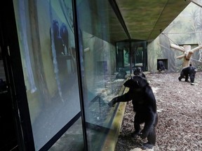 Chimpanzees watch a giant screen inside their enclosure at Dvur Kralove Zoo, where a screen broadcasting fellow apes from Brno zoo has been installed as part of an enrichment project for chimpanzees amid zoo closures due to COVID-19, in Dvur Kralove nad Labem, Czech Republic, Tuesday, March 16, 2021.