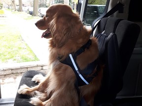 Paws En Route is a ride-sharing app for pet transportation in the Toronto area and through Ontario.