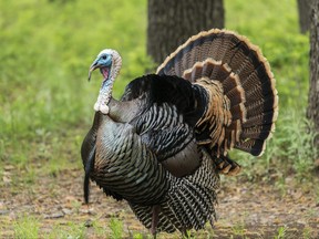 Wild Rio Grande Turkey displaying.