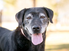 A senior Labrador Retriever mixed breed dog with gray fur on its face.