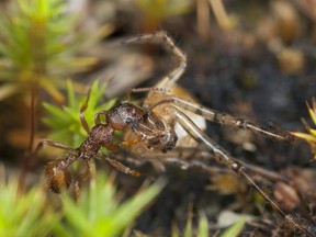 Myrmica ant transporting spider, macro photo.