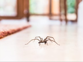 common house spider on the floor in a home