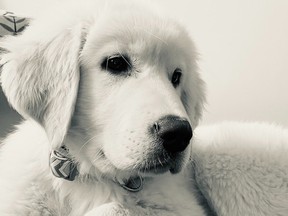 Hudson, a four-month-old Great Pyrenees puppy, was in the backseat when a Toyota Tacoma was taken from a Milton plaza on Friday. The dog was returned to a family member's home in the Burlington area on Monday evening.