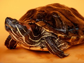Jojo, the 12 year old turtle, is ready for adoption from the Toronto Humane Society