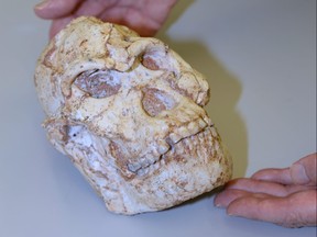A fossil skull of Little Foot is seen in this undated handout photo, obtained by Reuters on March 1, 2021.
