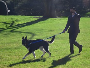 An aide walks Major on the South Lawn of the White House in Washington, on March 29, 2021.