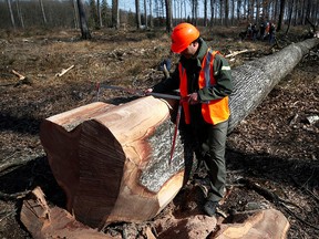 An employee measures an oak tree selected to be used to rebuild the spire and the roof of the Notre-Dame de Paris Cathedral destroyed by fire in 2019, in the Berce forest in Jupilles, France, March 8, 2021.