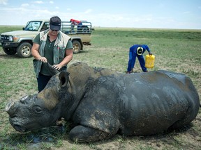 A de-horned rhino slowly wakes up after his horn was trimmed at John Hume's Rhino Ranch in Klerksdorp, South Africa, on February 3, 2016.