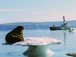 An Arctic walrus, like this one, might have fallen asleep on an iceberg and ended up in Ireland.